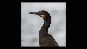 Double Crested Cormorant 